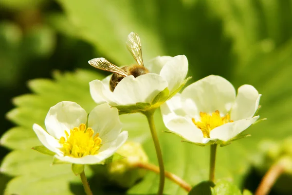 Ape sui fiori di fragola — Foto Stock