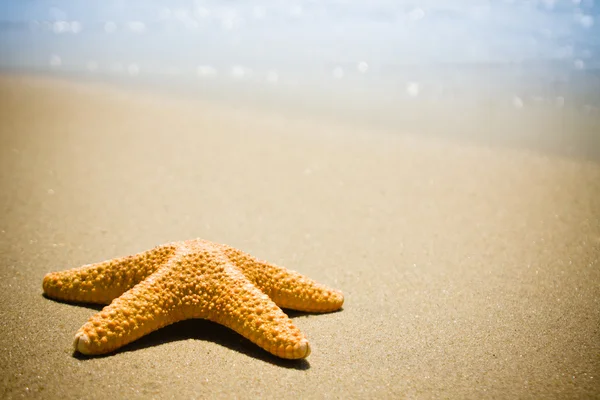 Tengeri csillag a tenger hullámok — Stock Fotó