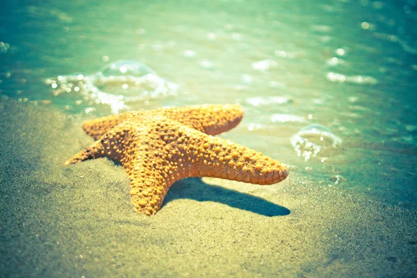 Starfish in the sea waves — Stock Photo, Image