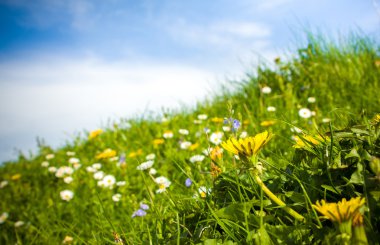 kır çiçekleri çayır ve gökyüzü
