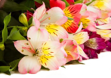 Beyaz arka plan üzerinde izole taze lilyum buketi