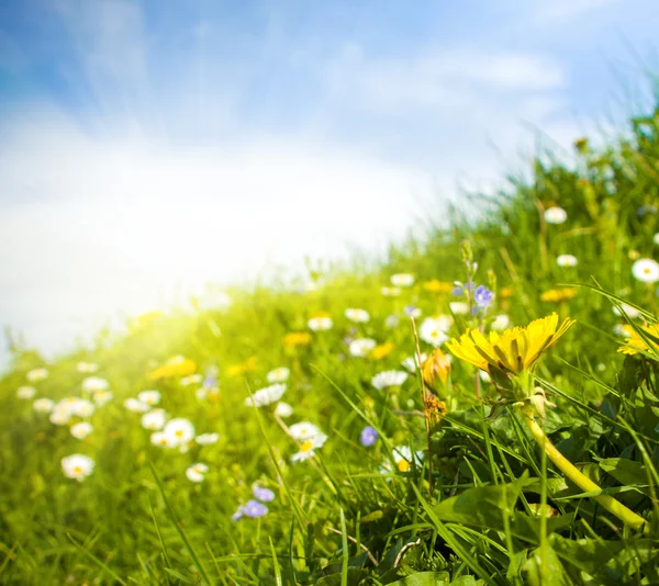 Wild flowers meadow and sky — Stock Photo, Image