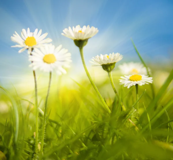 Marguerites blanches et ciel — Photo