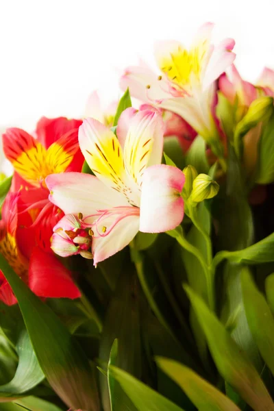 Bouquet of fresh lilies isolated on white background — Stock Photo, Image