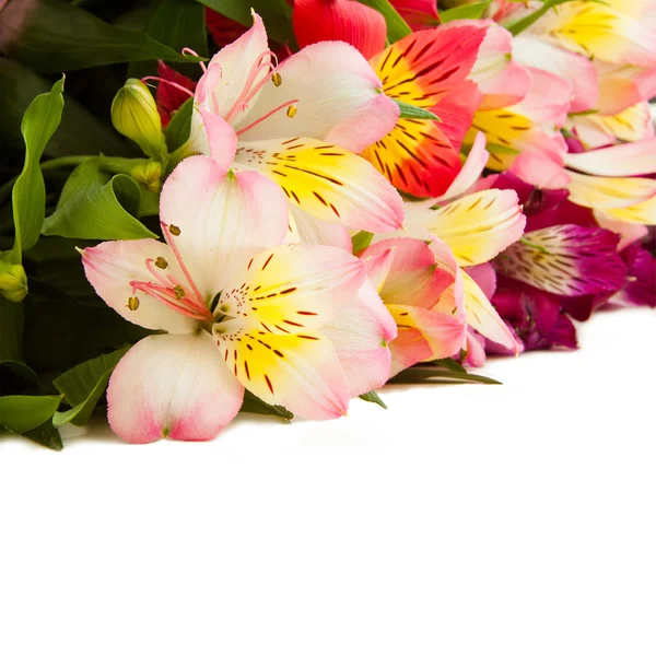 Bouquet of fresh lilies isolated on white background — Stock Photo, Image