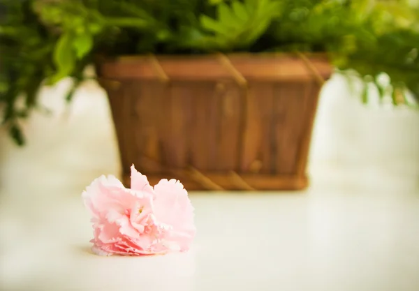Świeży kwiat różowy i kosz z zielonych liści — Zdjęcie stockowe