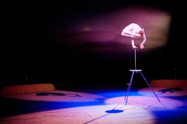 Lviv, Ukrayna - 18 Ağustos: Akrobatik sanatçı sirkte sahne alıyor 