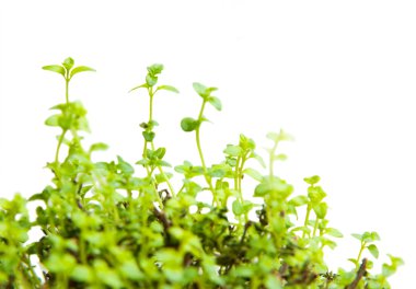 Oregano beyaz arkaplanda izole edilmiş