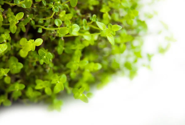 Oregano isolated on white background — Stock Photo, Image