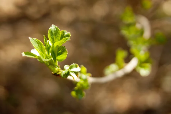 La primera primavera hojas suaves, brotes y ramas macro backgrou — Foto de Stock