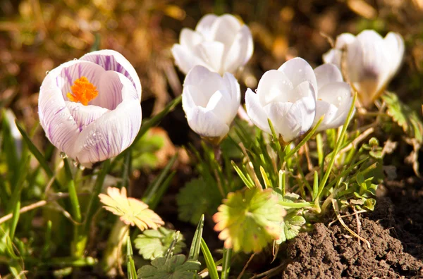 Crocus flores de primavera — Foto de Stock