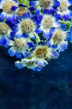 papatya çiçeği ile kabarcıklar mavi zemin üzerine su