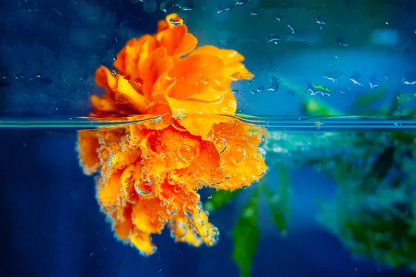 Marigold çiçek suda ıslatın ve kabarcıklar mavi zemin üzerine — Stok fotoğraf