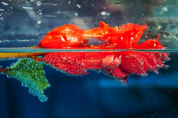 Blumen im Wasser mit Blasen auf blauem Hintergrund — Stockfoto