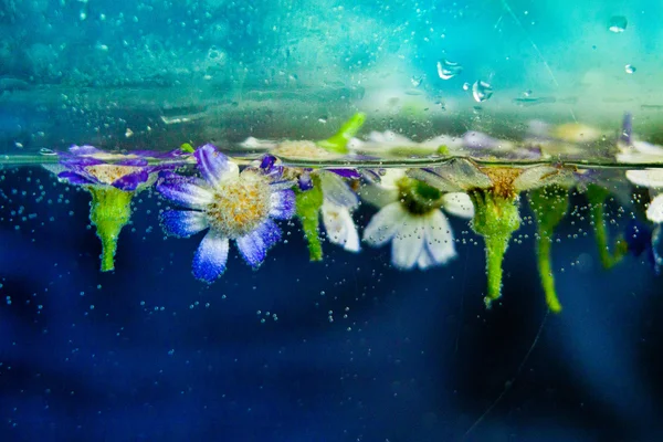 Flores de manzanilla en agua con burbujas sobre fondo azul —  Fotos de Stock