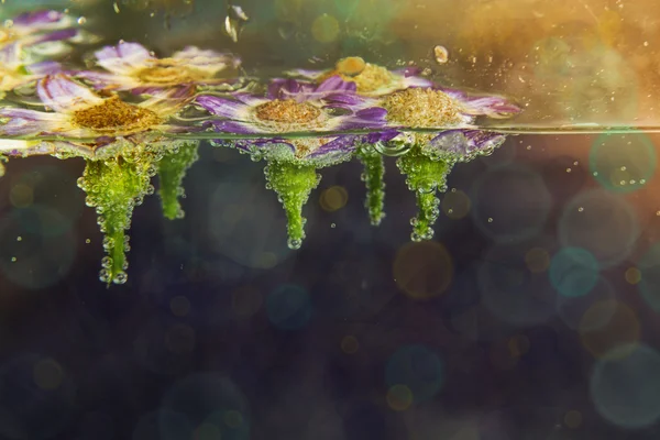 Chomomile kwiaty w wodzie z bańki na niebieskim tle — Zdjęcie stockowe