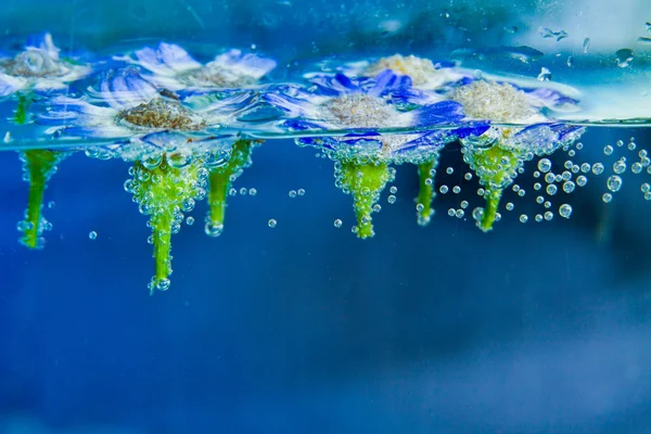 Kamillenblüten im Wasser mit Blasen auf blauem Hintergrund — Stockfoto