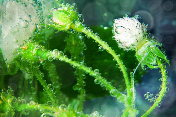 Vita rosor under vatten med bubblor på blå bakgrund — Stockfoto