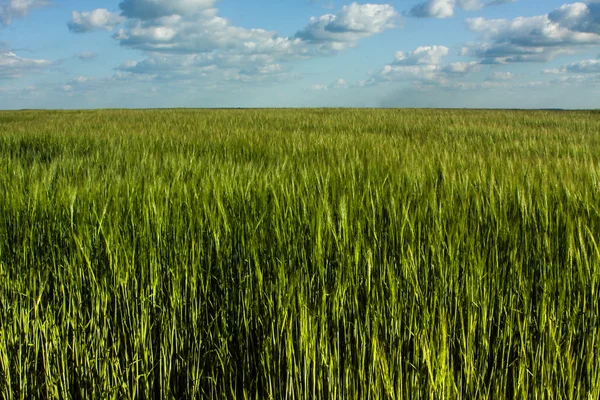 Green wheat field and cloud sky — Stock Photo, Image