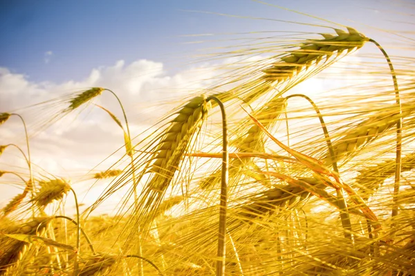 Golden wheat field and blue sky — Stock Photo, Image