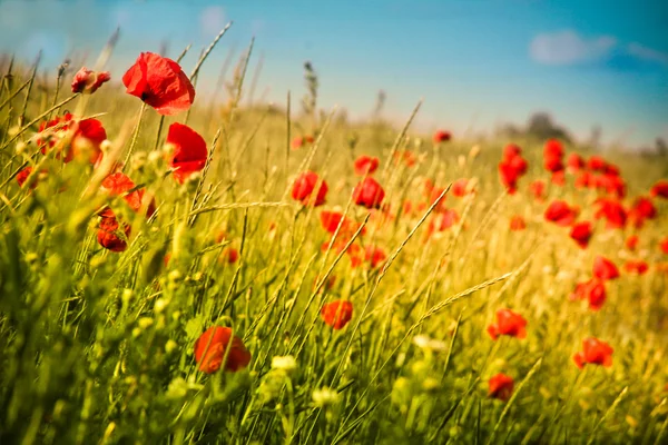 Papaverveld en blauwe lucht — Stockfoto