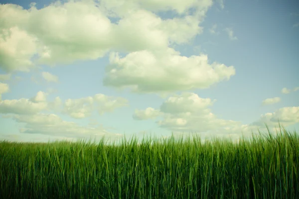 Zelené pšeničné pole a cloud obloha — Stock fotografie