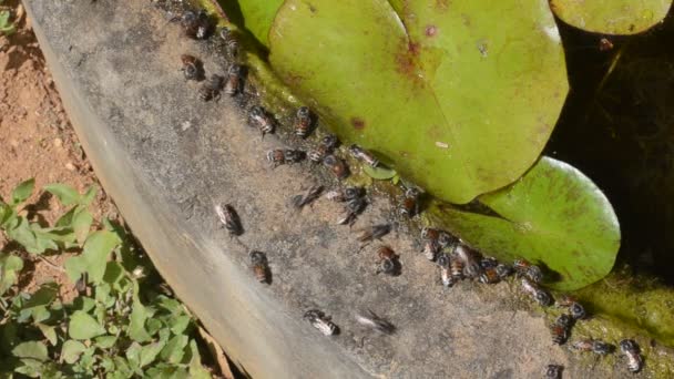 Abejas obreras bebiendo agua en el estanque del jardín — Vídeo de stock