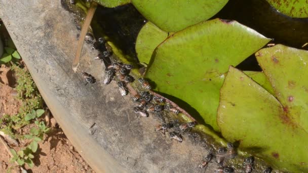 Abejas obreras bebiendo agua en el estanque del jardín — Vídeo de stock