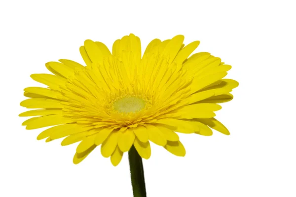 Close up of yellow gerbera daisy isolated on white — Stock Photo, Image