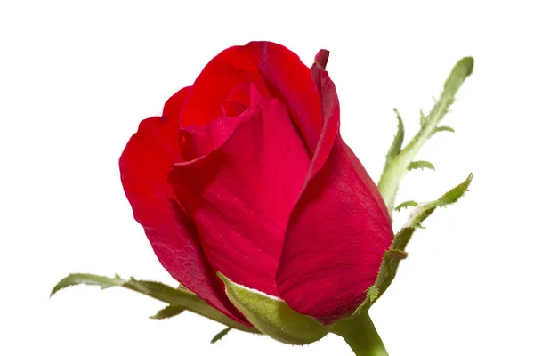 Από κοντά shot της κόκκινο τριαντάφυλλο μπουμπούκι — Φωτογραφία Αρχείου