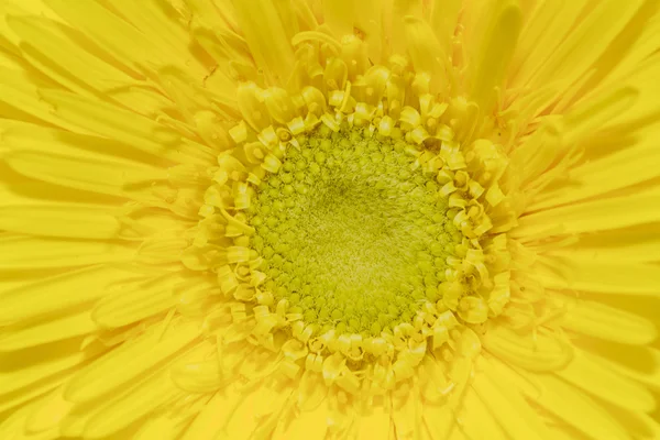 Macro shot of yellow gerbera daisy — Stock Photo, Image