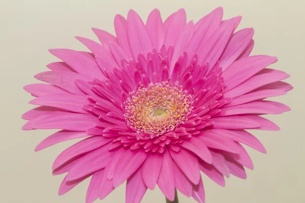 Macro shot of gerbera daisy — Stock Photo, Image