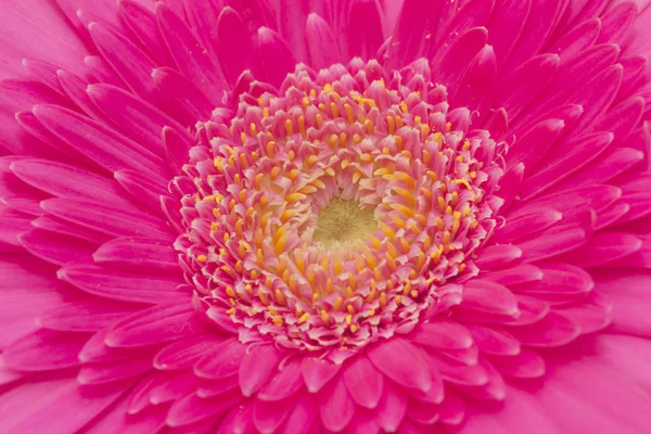 Macro shot of gerbera daisy — Stock Photo, Image