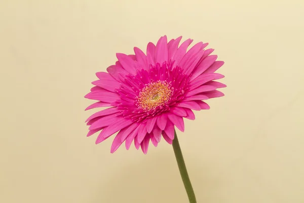 Macro shot of gerbera daisy — Stock Photo, Image