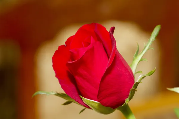 Красный бутон розы крупным планом Стоковая Картинка