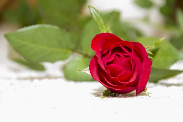 Close up of red rose — Stock Photo, Image