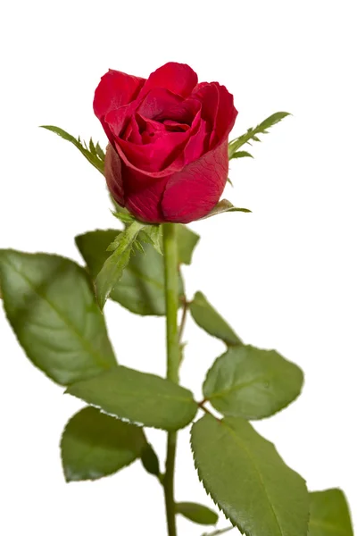 Στενή μέχρι πλάνο κόκκινο τριαντάφυλλο. Royalty Free Φωτογραφίες Αρχείου
