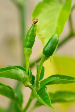 Bitkide yetişen taze yeşil biberler.