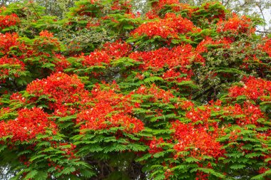 Royal Poinciana (Delonix regia), gösterişli ağaç veya tavus kuşu ağacı olarak da bilinir.