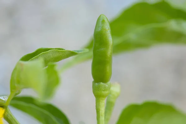 Fresh Green Chillies Growing Plant — Stock Photo, Image