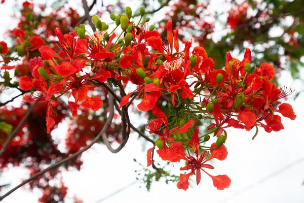 Royal Poinciana Delonix Regia Also Called Flamboyant Tree Peacock Tree — Stock Photo, Image