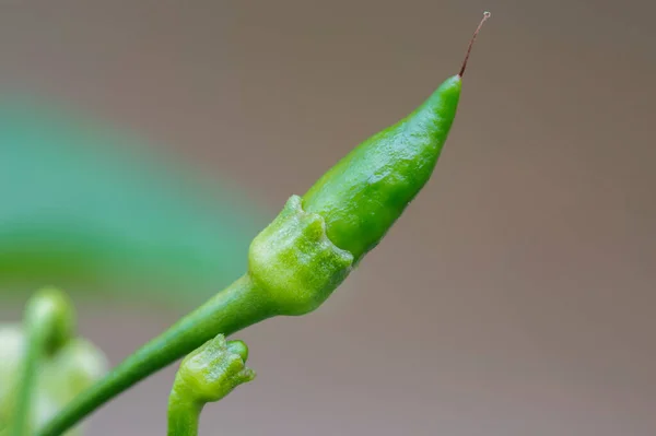 Макро Укол Маленького Зеленого Чили — стоковое фото