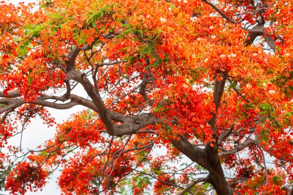 Royal Poinciana Delonix Regia Also Called Flamboyant Tree Peacock Tree — Stockfoto