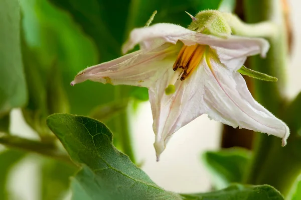 Makrofotografie Kvetoucího Lilku Rostoucího Zahradě Lilek Jemná Tropická Vytrvalá Rostlina — Stock fotografie