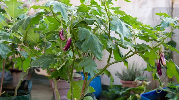 Eggplant Solanum Melongena Also Called Aubergine Guinea Squash Growing Plant — Stock Photo, Image