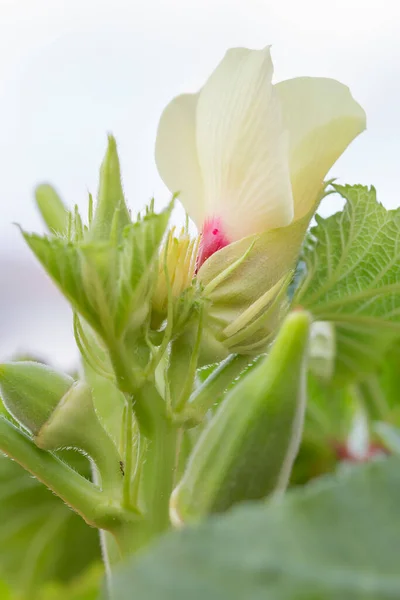 Budding Okra Plant Close Garden — Stock Photo, Image