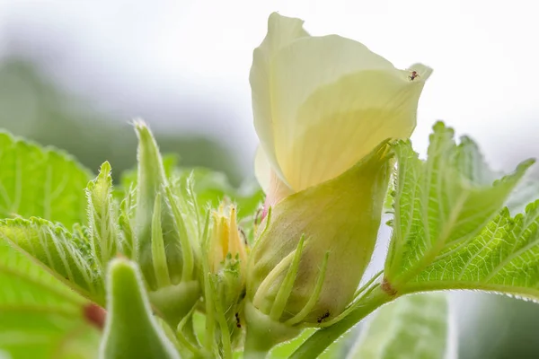 Tomurcuklanan Bamya Bitkisi Bahçeye Yakın — Stok fotoğraf