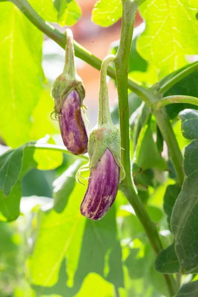 Patlıcan Solanum Melongena Bitki Üzerinde Yetişen Patlıcan Veya Gine Kabağı — Stok fotoğraf