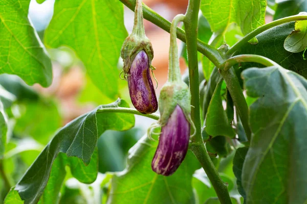 Patlıcan Solanum Melongena Bitki Üzerinde Yetişen Patlıcan Veya Gine Kabağı — Stok fotoğraf