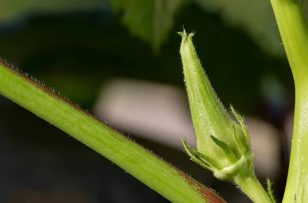 Budding Okra Plant Close Garden — Stock Photo, Image